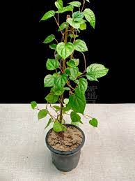 maghai paan betel leaf plant in 8