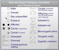 Standardized Pedigree Symbols Relationships Family History