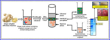 organic solvent extraction of proteins