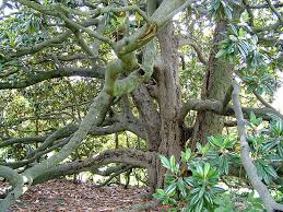 The tree can reach a height and spread of 50 to 80 feet. Garden Talk Duke Gardens