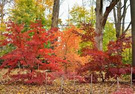 my colorful anese maple grove the