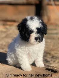 small maltese shih tzu cross toy poodle