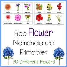 Find pictures of over 1,000 flowers with names on my pinterest board. Flower Nomenclature Montessori Printables 1 1 1 1
