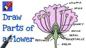 to draw and name parts of the flower
