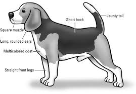 Beagles The Akc Breed Standard Dummies