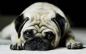 pug dog wallpapers top free pug dog