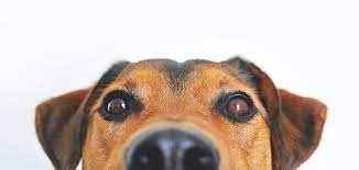 dry nose in a dog causes and tips to