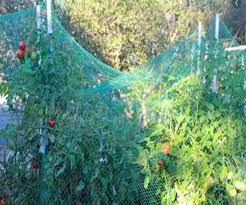 Install Bird Netting For Tomatoes Garden