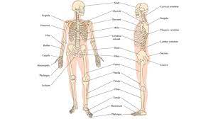 Maybe you would like to learn more about one of these? Mengenal Anatomi Tulang Manusia Dan Penyakit Yang Berisiko Menyerang