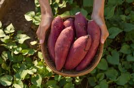 here s how to grow sweet potatoes anywhere