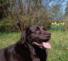 Chocolate lab puppies share the same traits as other labrador puppys in that they are so adorable they can melt the heart of anyone. Adopt A Labrador Retriever Or Rehome A Labrador In Dallas Get Your Pet
