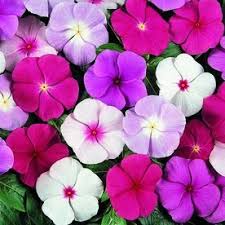 Choose from a variety of flowers like impatients, zinnias, petunias, begonias, marigolds, and many more! 1 5 Gallon Multicolor Red White And Blue Vinca In Hanging Basket Lw00533 Lowes Com Flower Seeds Annual Flowers Flowers