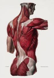 So we will use the muscle chart from step 8 as a guide to block the muscle in, quite forcefully at first, as this will also be our base for the écorché side of the figure, so we should. Ml25 Vintage 1800 S Medical Human Back Upper Body Muscles Anatomical Anatomy Poster Re Print A2 610 X 432mm 24 X 17 Buy Online In Belize At Belize Desertcart Com Productid 75416345