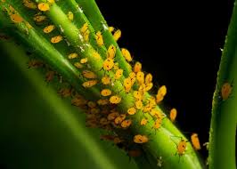 what eats milkweed 45 pests