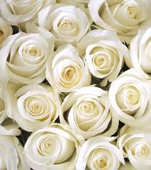 10 Most Beautiful White Rose Varieties