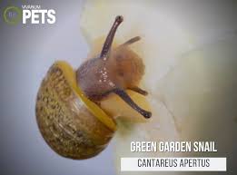 cantareus apertus green garden snail