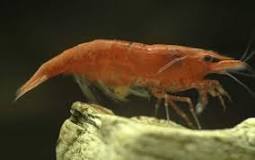What is the hardiest shrimp?