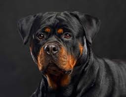 rottweiler s in 2024 purchase