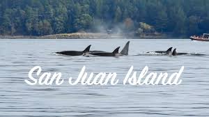 The best outdoor activities in san juan islands according to tripadvisor travellers are Best Place To See Orcas In North America San Juan Island Washington Youtube