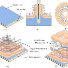 lipid bilayer membrane