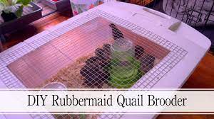 diy rubbermaid quail brooder you