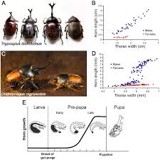 horned beetles and horn growth a