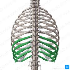 Interactive tutorials about the ribs and sternum bones, with labeled images and diagrams featuring the beautiful illustrations of getbodysmart. Ribs Anatomy Ligaments And Clinical Notes Kenhub