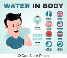 Infographic Showing Water Percentage Level In Human Body