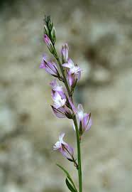 Polygala sardoa, flora di Sardegna