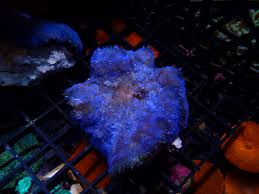 blue mini maxi anemone batavia c farm