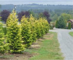 Top 10 Privacy Trees In Washington State