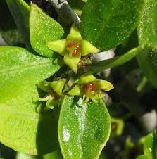 Rhamnus oleoides (Olive-leaved Buckthorn) : MaltaWildPlants.com ...