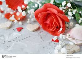 red roses flowers petals and s