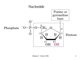 chem 3700 module 5 nucleic acids