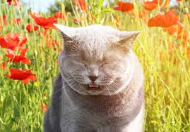 why do cats sneeze 6 common causes