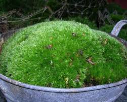 How To Create A Moss Garden