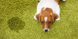 pet proofing your carpet