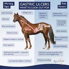learn more about equine ulcers le
