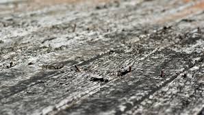 floorboards with rusty nails