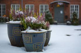 Winter Care For Planters Pots And