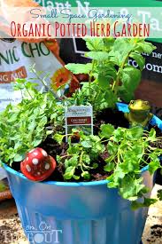 organic potted herb garden
