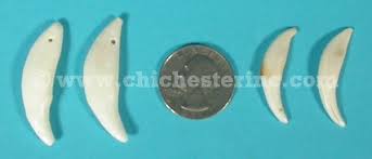 Real Animal Teeth From Chichester Inc