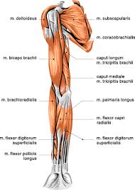 Muscle Arm Chart Work Out Muscle Charts Links To Great