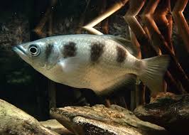 Image result for Archer Fish