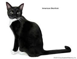 A domestic shorthaired cat (dsh) is a cat fancy term used to describe a shorthaired cat that does not have a pedigree or belong to a recognized cat breed. Shorthair Cat Breeds Britannica