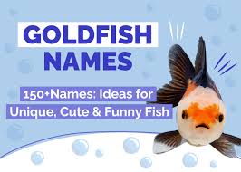 150 goldfish names ideas for unique