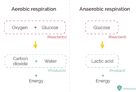 Anaerobic Energy At Gcse Pe