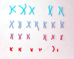 We did not find results for: Philadelphia Chromosome Karyotype Male Or Female 3d Illustration Stock Photo Picture And Royalty Free Image Image 63439545