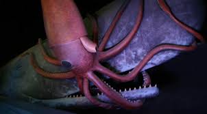 giant squid corpse