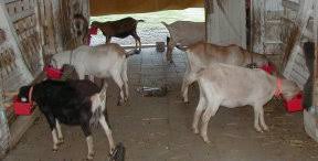 Fias Co Farm Feeding Your Goats